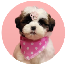 {{brizy_dc_image_alt imageSrc=